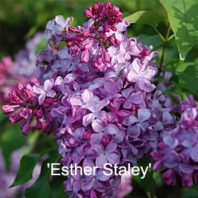 Esther_Staley