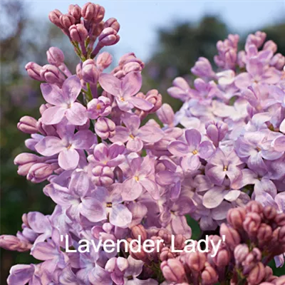 Lavender_Lady