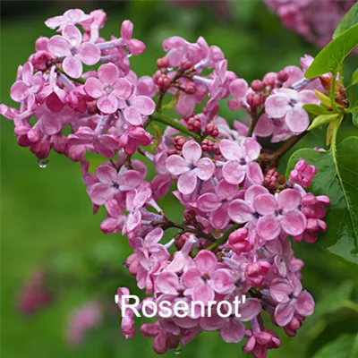 Rosenrot