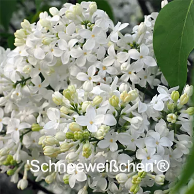 Schneeweisschen