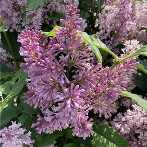 Syringa prestoniae 'Minuet'